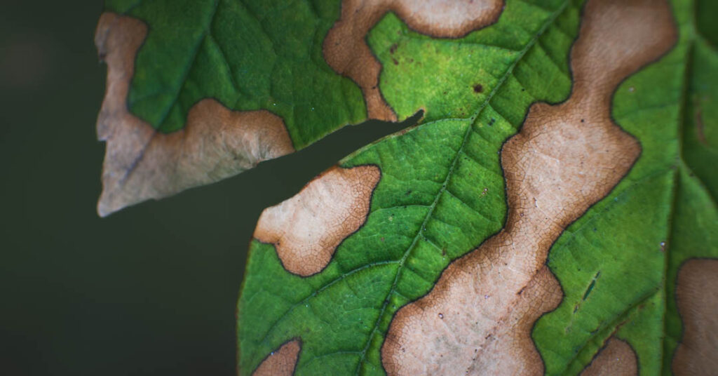 A close-up photograph of a leaf with mottled brown patches.